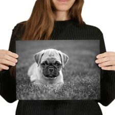 Adorable pug puppy for sale  SELBY