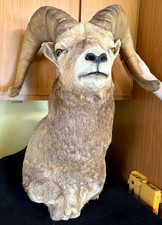 Ram head shoulder for sale  Casselberry