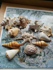 Sea shells for sale  WIGAN