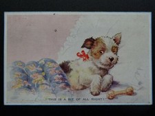 Cute terrier dog for sale  UK