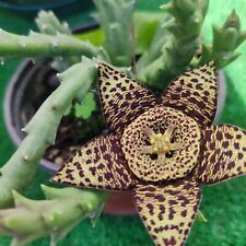 Stapelia variegata orbea d'occasion  Aire-sur-l'Adour