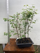 Cercidiphylum japonicum bonsai for sale  North Augusta