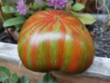 Graines tomate summer d'occasion  Châteauroux