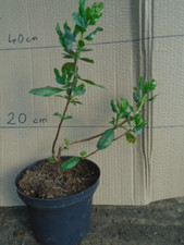 Escallonia resinosa evergreen for sale  TAUNTON