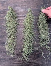 Tillandsia usneoides green for sale  Paducah