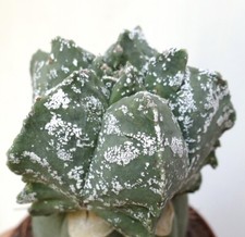 Astrophytum kikko swarovski usato  Napoli