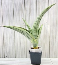 Sansevieria bella platinum for sale  Winchester