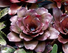 Bromeliad neoregelia black for sale  USA