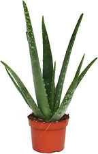 Fantastic delightful aloe for sale  BELVEDERE