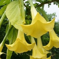 Pianta datura arborea usato  Terlizzi