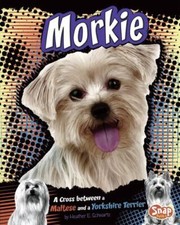 Morkie cross maltese for sale  Aurora
