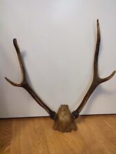 Corne cerf taxidermie d'occasion  Lille-