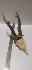 Roe deer antlers for sale  DARLINGTON