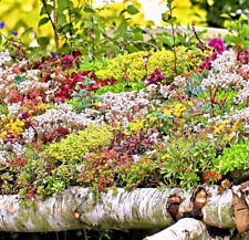 200 sedum seeds for sale  Greenville
