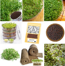 Organic broccoli sprouting for sale  SWADLINCOTE