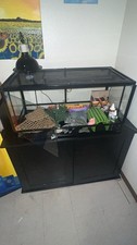 Large reptile bearded for sale Large reptile bearded for sale  Oregon
