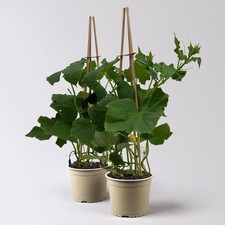 Gurkenpflanzen pick joy gebraucht kaufen  Deutschland