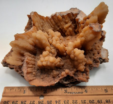 Botryoidal agatized coral for sale  New Port Richey