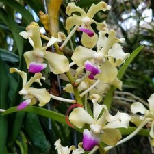 Rare vanda ustii for sale  HALSTEAD