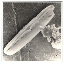 Fotografie nahaufnahme fossile gebraucht kaufen  Berlin