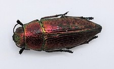 Buprestidae psiloptera affinis gebraucht kaufen  Wadern