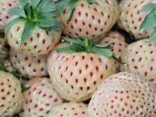 Fraisier ananas plants d'occasion  Verdun