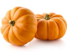Pumpkin jack little for sale  DEWSBURY