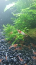 Crevettes rili red d'occasion  Châteauneuf-du-Rhône