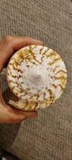 Conchiglia kalloconus fuerteve usato  Roncofreddo