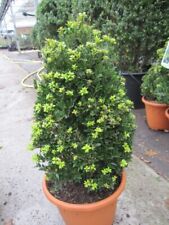 Ilex crenata twiggy gebraucht kaufen  Zetel