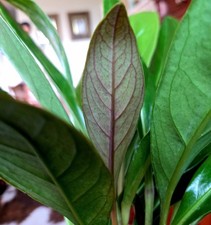 Rare anthurium red for sale  Glenmoore