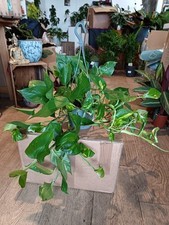 Scindapsis epipremnum pothos for sale  LARGS