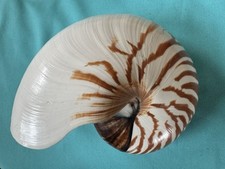 Meeresmuschel nautilus pompili gebraucht kaufen  Scheßlitz