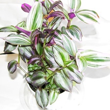 Vines live plants for sale  Denver