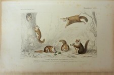 Gravure écureuil volant d'occasion Gravure écureuil volant d'occasion  L'Arbresle