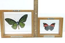 Lotto ornithoptera paradisea usato  Spedire a Italy
