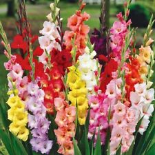 100 gladioli mixed for sale  MELTON MOWBRAY