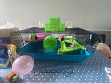 Dwarf syrian hamster for sale  PINNER