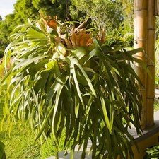 Staghorn fern plant for sale  Dover