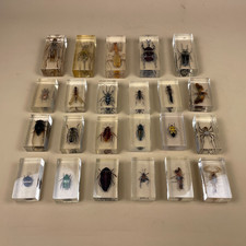 Insects bugs arachnids for sale  FAREHAM