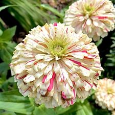 300 zinnia seeds for sale  Houma