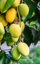 Kesar mango tree for sale  Morrisville