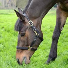 Equestrian fieldsafe head for sale  UK