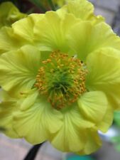 Geum banana daiquiri for sale  WAKEFIELD
