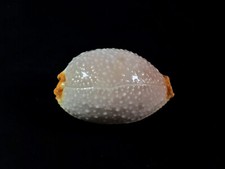 Cypraea staphylaea consobrina usato Cypraea staphylaea consobrina usato  Roma