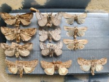 Vintage british moths for sale  BRISTOL