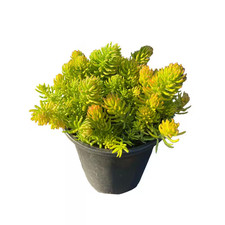 Potted gold sedum for sale  New York