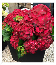 Freiland hortensie ruby gebraucht kaufen  Bensheim