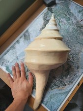 Large sea shell for sale  WIGAN