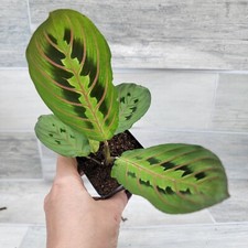Maranta leuconeura rabbit for sale  Reseda